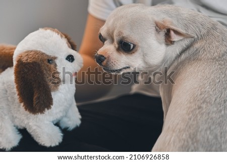 The dog growls at a toy puppy. Dog fights. Angry chihuahua is not happy to meet you.