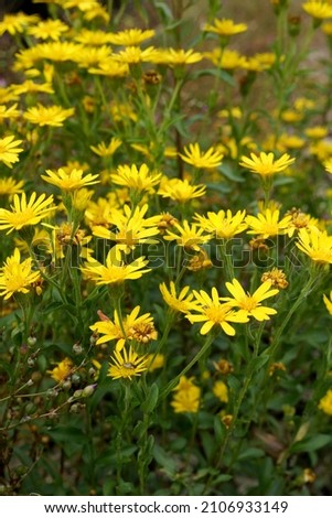 Maryland golden aster (Chrysopsis mariana) in flower (bloom) Royalty-Free Stock Photo #2106933149