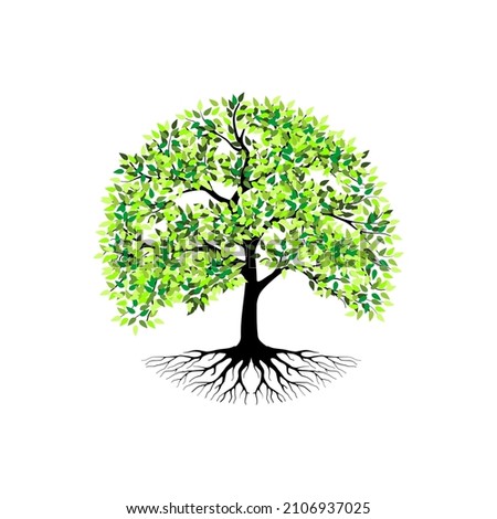 tree vector illustration. roots of banyan tree