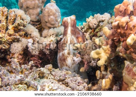 An octopus mimics on a coral reef. The Red Sea. Royalty-Free Stock Photo #2106938660