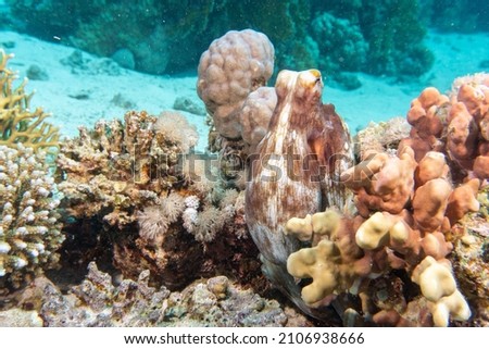 An octopus mimics on a coral reef. The Red Sea. Royalty-Free Stock Photo #2106938666