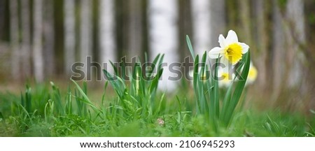 White daffodils in springtime. Selective focus and shallow depth of field. 