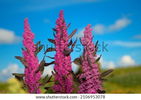 Chenopodium quinoa, known as quinoa, quinoa (both from Quechua kinwa) or quinoa (also from Quechua kinuwa), is an herb belonging to the Chenopodioideae subfamily of Amaranthaceae. Technically it is a  Royalty-Free Stock Photo #2106953078