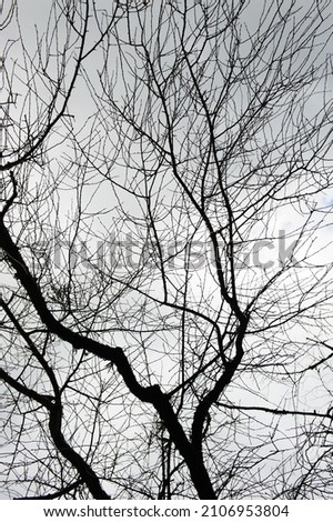 Bare branches and cloudy sky