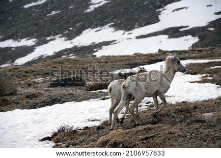 Young Big Horn Sheep Mount Evans Colorado