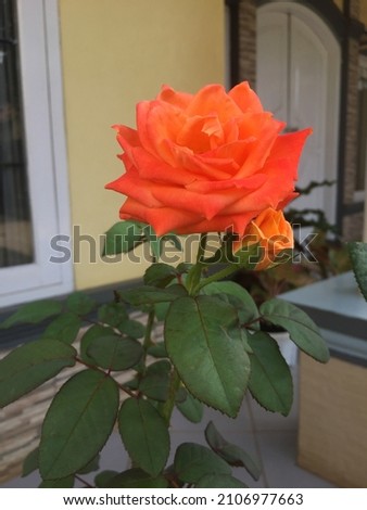 Rose Flower at the garden on thr pot