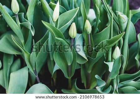 Overwintered tulips with buds ready to bloom in spring garden bed