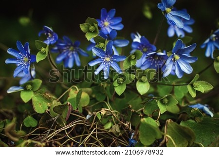 Liverleaf (Hepatica nobilis) is early-blooming perennial wildflower in shady woodland spring garden Royalty-Free Stock Photo #2106978932