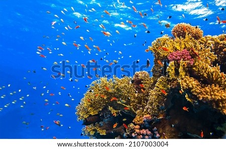 Coral reef underwater scene. Underwater coral fish shoal. Coral fishes underwater. Underwater landscape Royalty-Free Stock Photo #2107003004