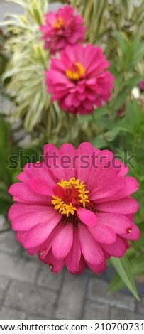 a beautiful pink flowers in garden
