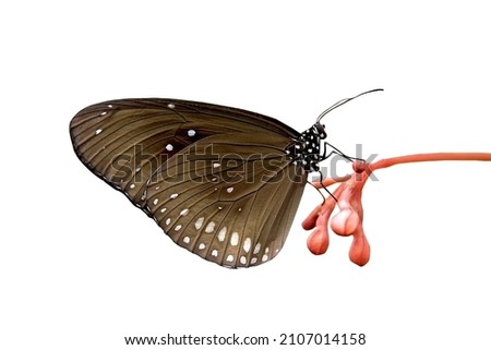 Fresh pink gerbera flower and monarch butterfly