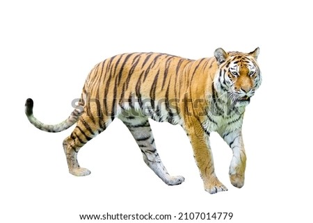 Tiger on the white background.