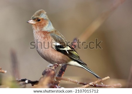 The common chaffinch (Fringilla coelebs). Birds that stay in the Alpine region during the winter. Royalty-Free Stock Photo #2107015712