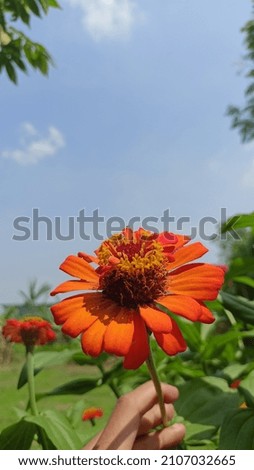 random picture of flower at blue sky