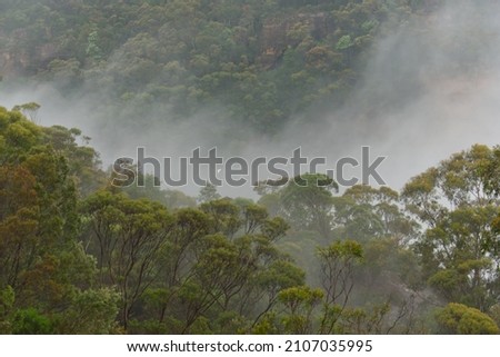 eucalyptus leaves and cliff faces near Wentworth Falls, Blue Mountains on a foggy day with a cockatoo flying past. 