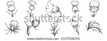 Thistle by hand drawing. Wildflower floral logo or tattoo highly detailed in line art style. Black and white clip art isolated. Antique vintage engraving illustration for emblem. Herbal medicine.

