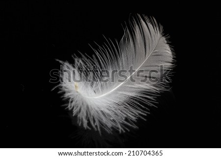 white swan feather isolated on black background 