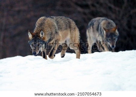 The grey wolf or gray wolf (Canis lupus) emerges from the forest in heavy snowfall. A big Carpathian wolves rises on a meadow. European wolf in winter sniffs the snow.
