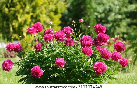 bush of red peonies in a garden on green background