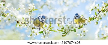 Little birds perching on branch of blossom cherry tree. The blue tit (Parus caeruleus). Spring time Royalty-Free Stock Photo #2107074608
