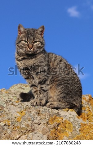 Street cat on a rock looks directly to the camera. Vertical photo.