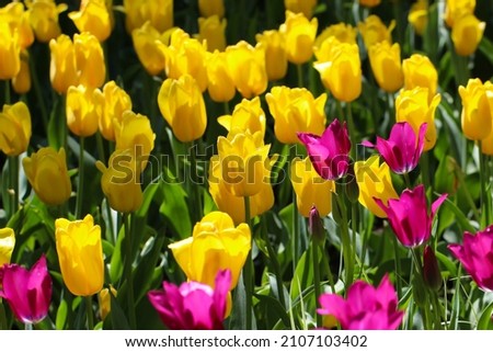 Yellow tulips flowers with selective focus in the park outdoor. Beautiful spring blossom under sunlight for  nature background at spring or summer season