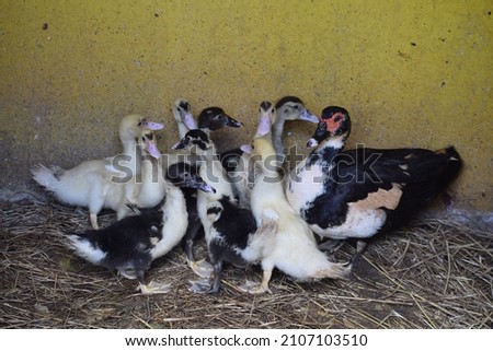 A Muscovy duck with her chicks looking alert in their enclosure