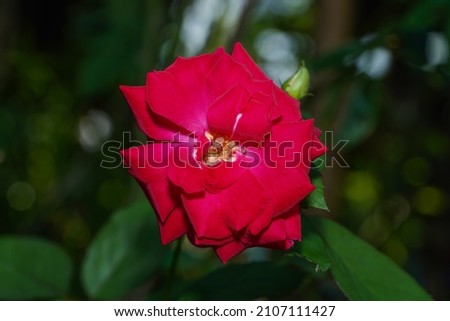 Close up red Rose flower with blur background. (Scientific name Rosa damascena)