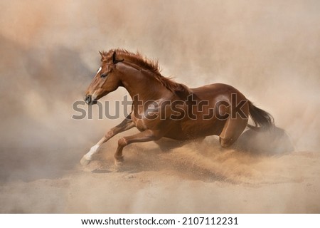 Chestnut Thoroughbred stallion action playing and running  Royalty-Free Stock Photo #2107112231