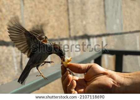 a man's hand feeds birds-sparrows hovering on his arm. space for printing text. background picture.