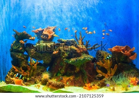 Amazing underwater coral reef aquarium landscape with tropical fish