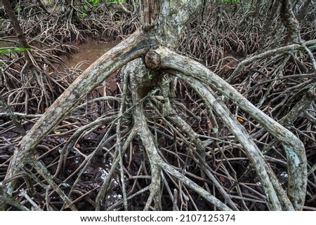 Mangrove forest near El Nido, Palawan island in Philippines