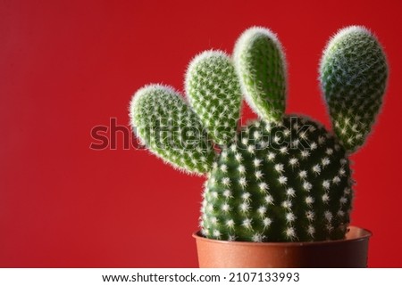 Cactus in a red plastic pot on red background. Natural houseplant decoration.
