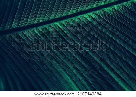 abstract texture background, detail of dark palm leaf Royalty-Free Stock Photo #2107140884
