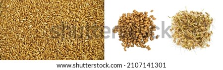 Heaps of Dried and Sprouted Wheat Isolated. Brown Grain Texture Background Royalty-Free Stock Photo #2107141301