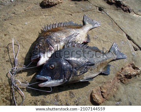 Japanese most popular fishing target saltwater fish “Black sea bream ( Kurodai, Chinu )”. Two body stringered and pictured on a sunny rock shore bed.
