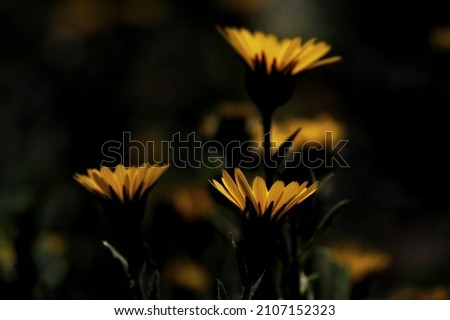 Yellow flowers lighting above dark background