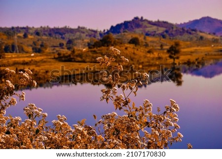 SELECTIVE FOCUS PICTURE OF FLOWERS IN BACKGROUND WITH THE LAKE