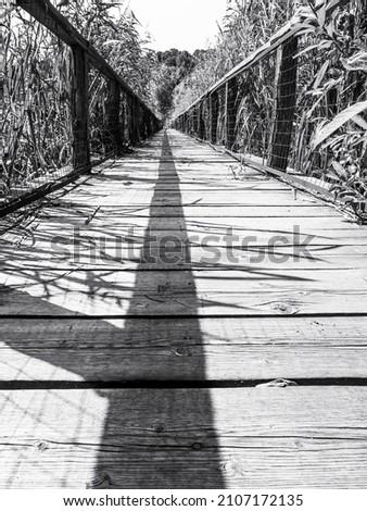 Abstract minimalist picture of a long wooden bridge through high reed in the river delta of Comana Natural Park, in Romania.