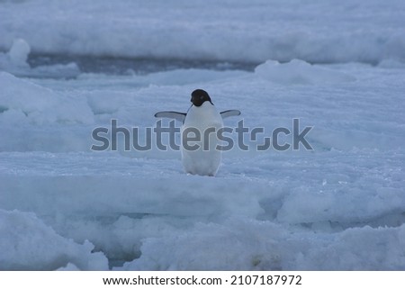 Adel penguins living in Antarctica