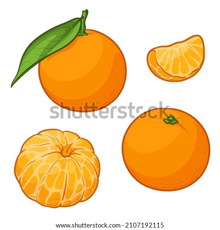 Set of fresh tangerine or mandarin fruits isolated on white background. Vector illustration. Royalty-Free Stock Photo #2107192115