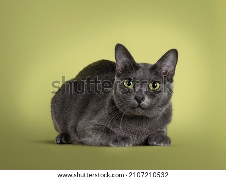 Cute Korat cat, laying down side ways facing front. Looking beside and away from camera with amazing green eyes. Isolated on a pastel soft green solid background.
