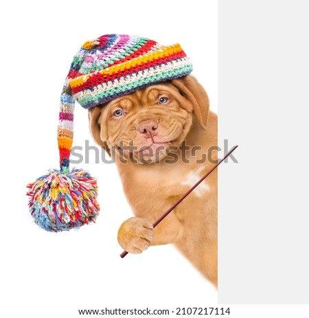 Smiling dog wearing a warm hat  holding a pointing stick and points on empty banner. isolated on white background