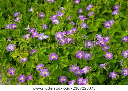 Field of small purple flowers that bloom in early winter