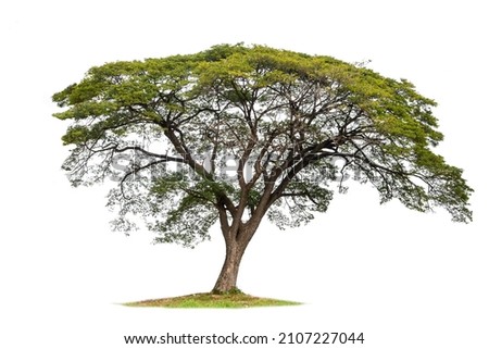Samanea saman tree isolated on white(Samanea saman (Jacg.) Merr.