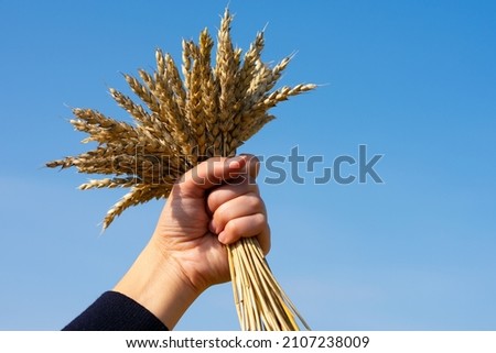 Bunch of ripe wheat spikes on woman's hand. Mature corn on bright sunlight on blue sky background. Harvesting and cultivating plants for making bread in countryside farmland at autumn season.