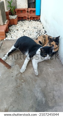 2 cats sleeping next to each other