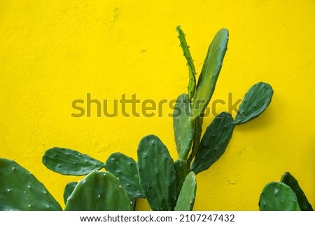 Opuntia Microdasys, cactus in front of a yellow cement wall of a house in Mexico. Royalty-Free Stock Photo #2107247432