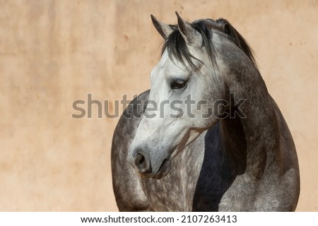 Grey Stallion horse head portrait 