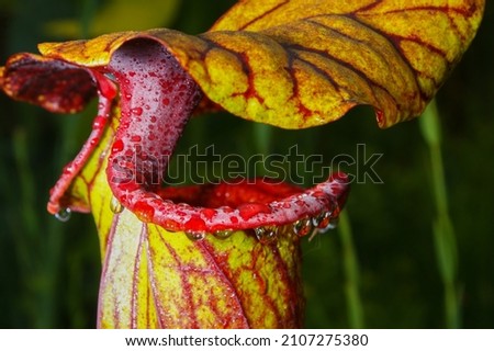 Rain drops on the rim of pitcher plant (Sarracenia flava var. ornata), Florida, USA Royalty-Free Stock Photo #2107275380